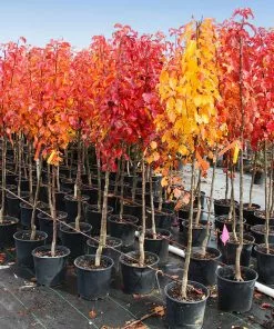 Brighter Blooms Cleveland Pear Tree 10 Brighter Blooms Cleveland Pear Tree