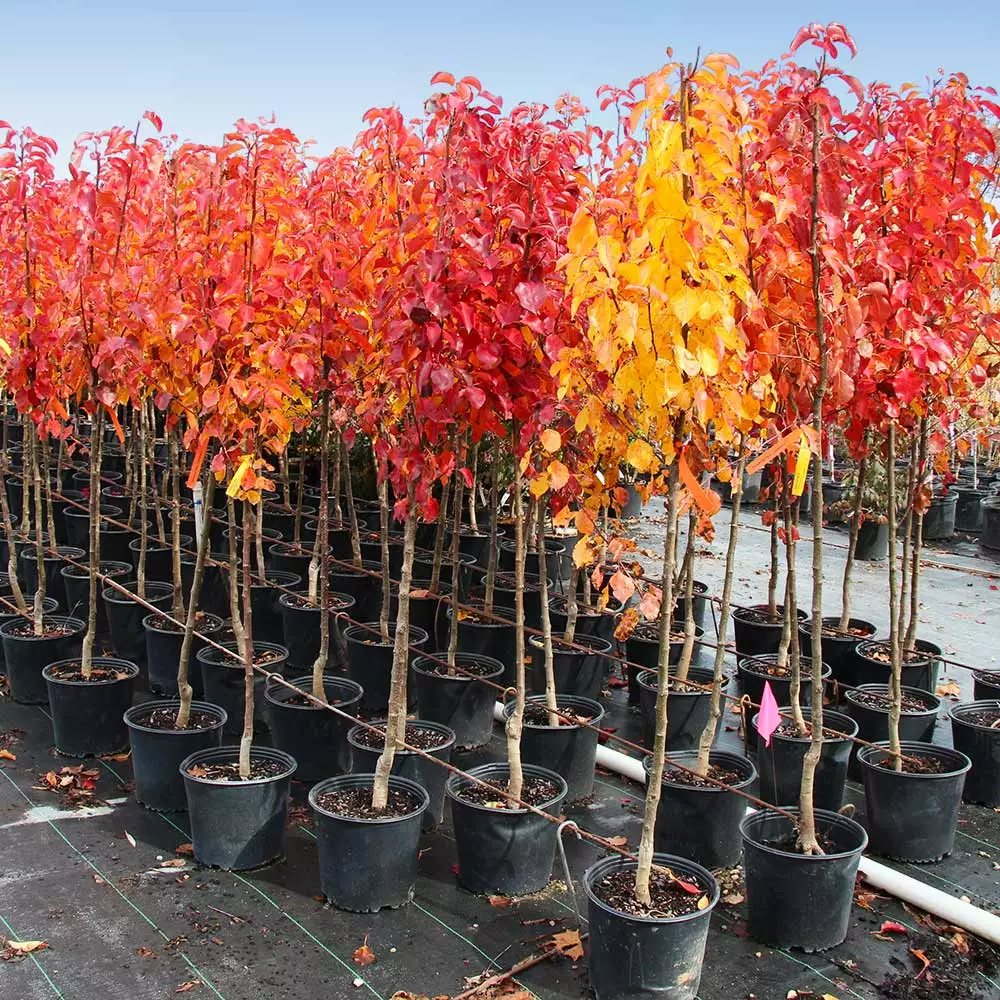 Brighter Blooms Cleveland Pear Tree 5 Brighter Blooms Cleveland Pear Tree