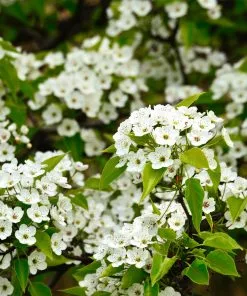 Brighter Blooms Cleveland Pear Tree 11 Brighter Blooms Cleveland Pear Tree