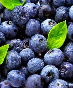 Brighter Blooms Blueberry Bushes Climax Blueberry Bush 10 Brighter Blooms Blueberry Bushes Climax Blueberry Bush