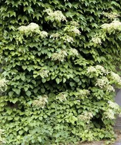 Brighter Blooms Climbing Hydrangea Shrubs & Hedges