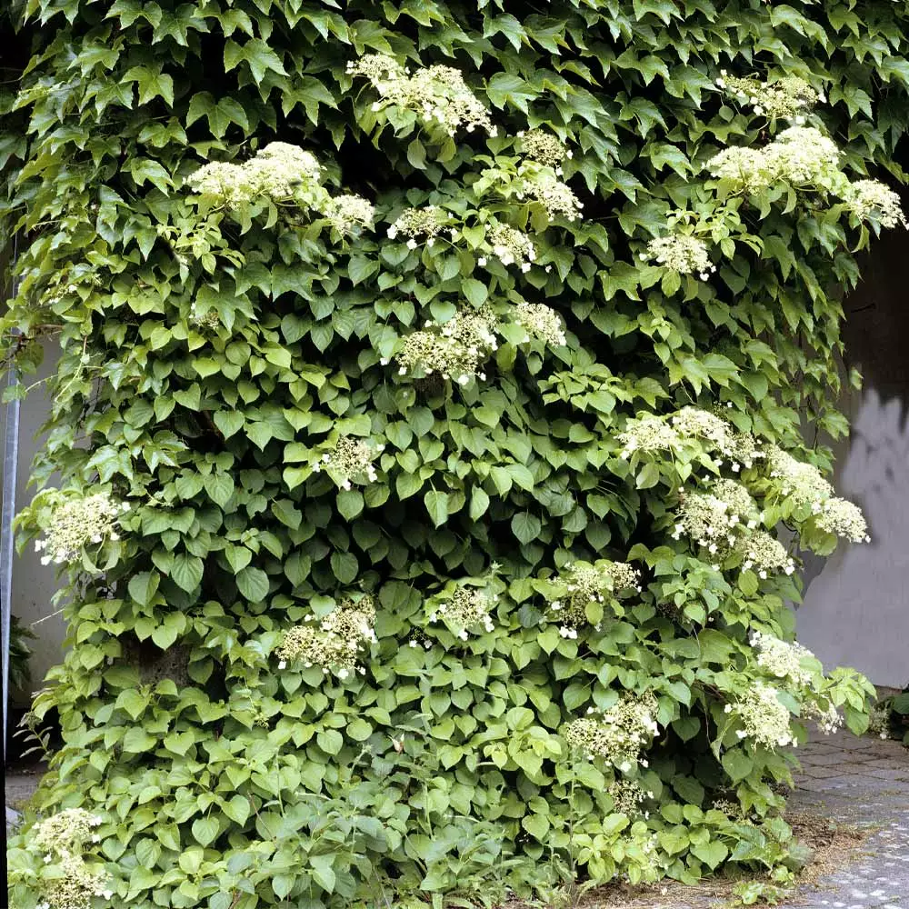 Brighter Blooms Climbing Hydrangea Shrubs & Hedges 2 Brighter Blooms Climbing Hydrangea Shrubs & Hedges