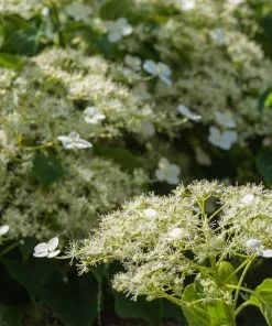 Brighter Blooms Climbing Hydrangea Shrubs & Hedges 5 Brighter Blooms Climbing Hydrangea Shrubs & Hedges