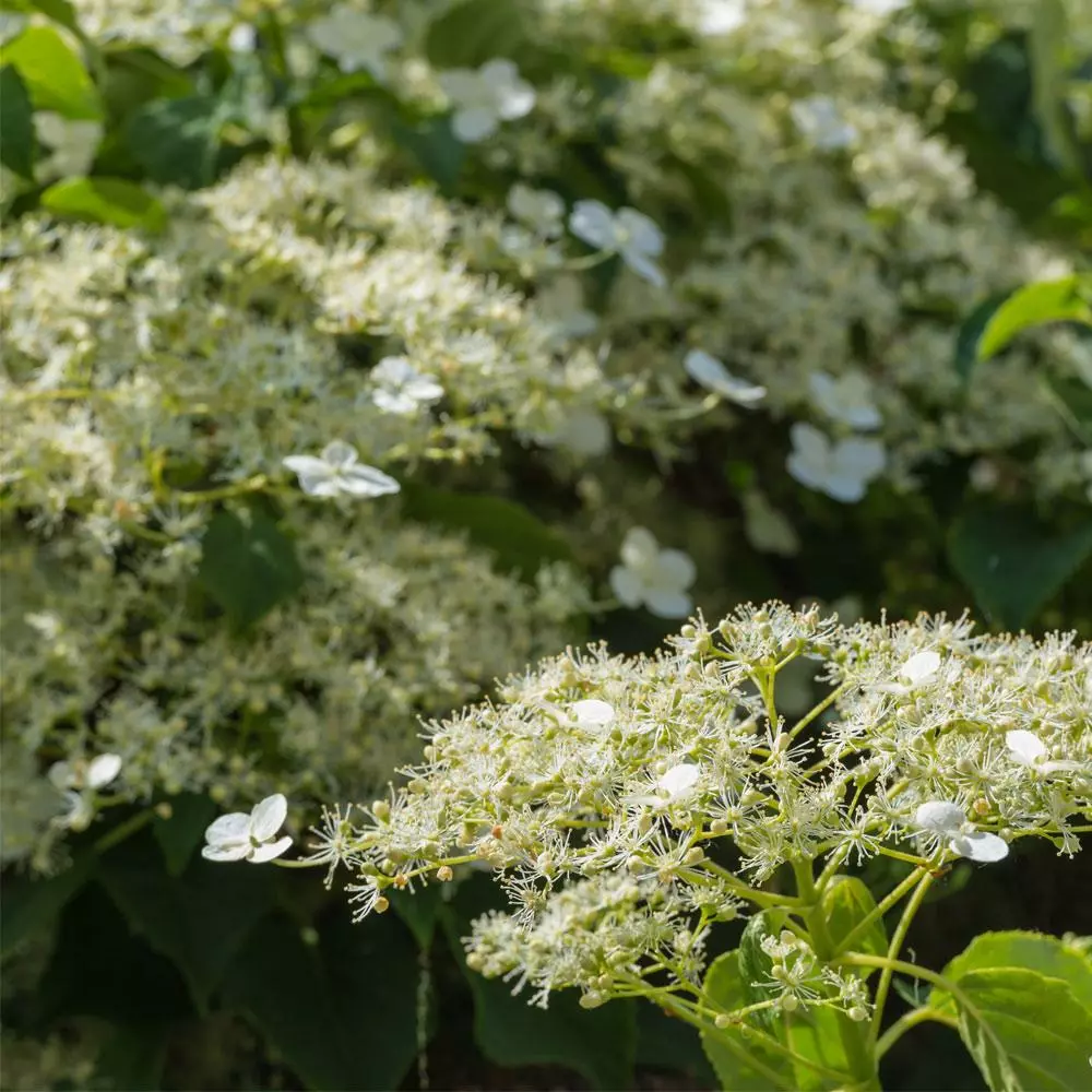 Brighter Blooms Climbing Hydrangea Shrubs & Hedges 3 Brighter Blooms Climbing Hydrangea Shrubs & Hedges