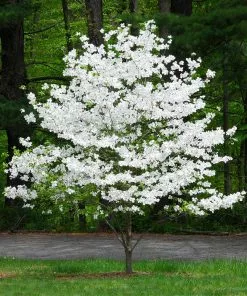 Brighter Blooms Flowering Trees Cloud 9 Dogwood Tree 9 Brighter Blooms Flowering Trees Cloud 9 Dogwood Tree