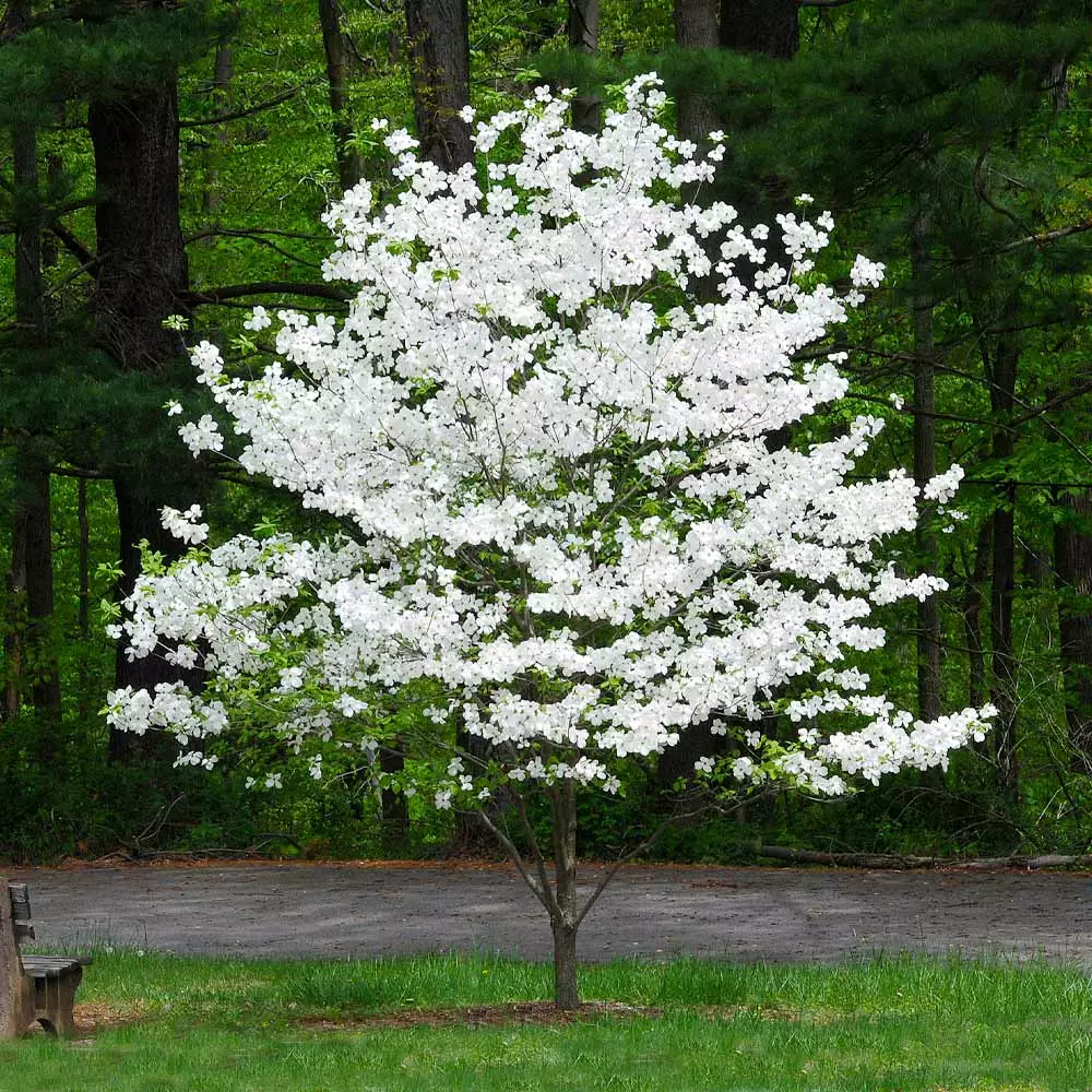 Brighter Blooms Flowering Trees Cloud 9 Dogwood Tree 3 Brighter Blooms Flowering Trees Cloud 9 Dogwood Tree