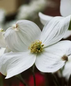 Brighter Blooms Flowering Trees Cloud 9 Dogwood Tree 13 Brighter Blooms Flowering Trees Cloud 9 Dogwood Tree