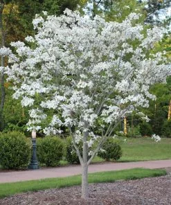 Brighter Blooms Flowering Trees Cloud 9 Dogwood Tree 12 Brighter Blooms Flowering Trees Cloud 9 Dogwood Tree