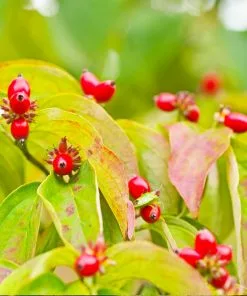 Brighter Blooms Flowering Trees Cloud 9 Dogwood Tree 11 Brighter Blooms Flowering Trees Cloud 9 Dogwood Tree
