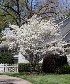 Brighter Blooms Flowering Trees Cloud 9 Dogwood Tree