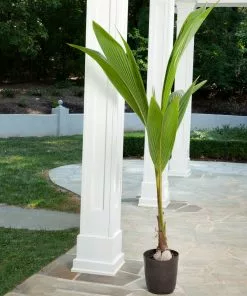 BrighterBlooms.com Palm Trees Coconut Palm Tree 9 BrighterBlooms.com Palm Trees Coconut Palm Tree