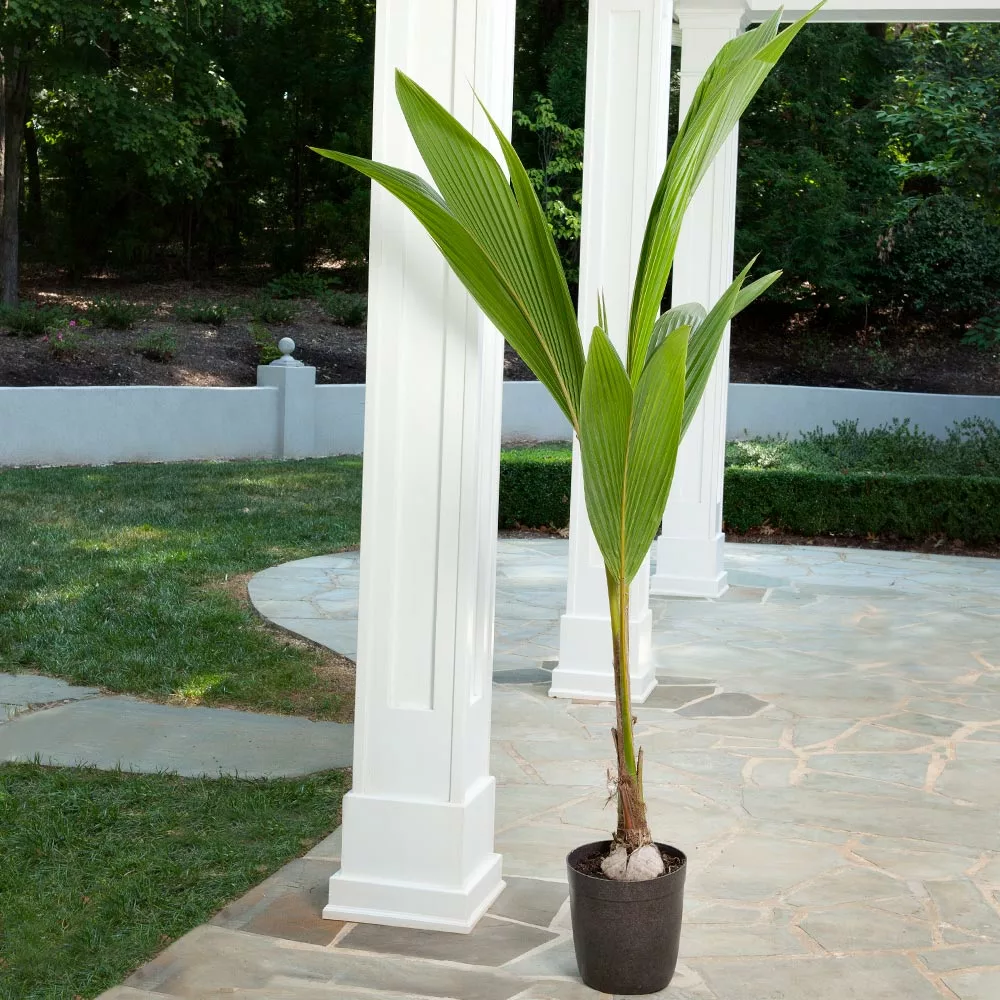 BrighterBlooms.com Palm Trees Coconut Palm Tree 4 BrighterBlooms.com Palm Trees Coconut Palm Tree