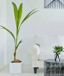 BrighterBlooms.com Palm Trees Coconut Palm Tree 8 BrighterBlooms.com Palm Trees Coconut Palm Tree