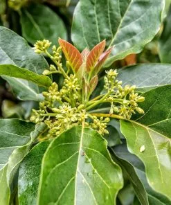 Brighter Blooms Cold Hardy Avocado Tree Fruit Trees 12 Brighter Blooms Cold Hardy Avocado Tree Fruit Trees