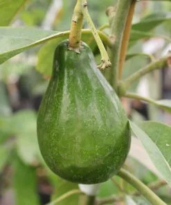 Brighter Blooms Cold Hardy Avocado Tree Fruit Trees 13 Brighter Blooms Cold Hardy Avocado Tree Fruit Trees