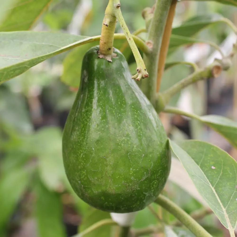 Brighter Blooms Cold Hardy Avocado Tree Fruit Trees 7 Brighter Blooms Cold Hardy Avocado Tree Fruit Trees