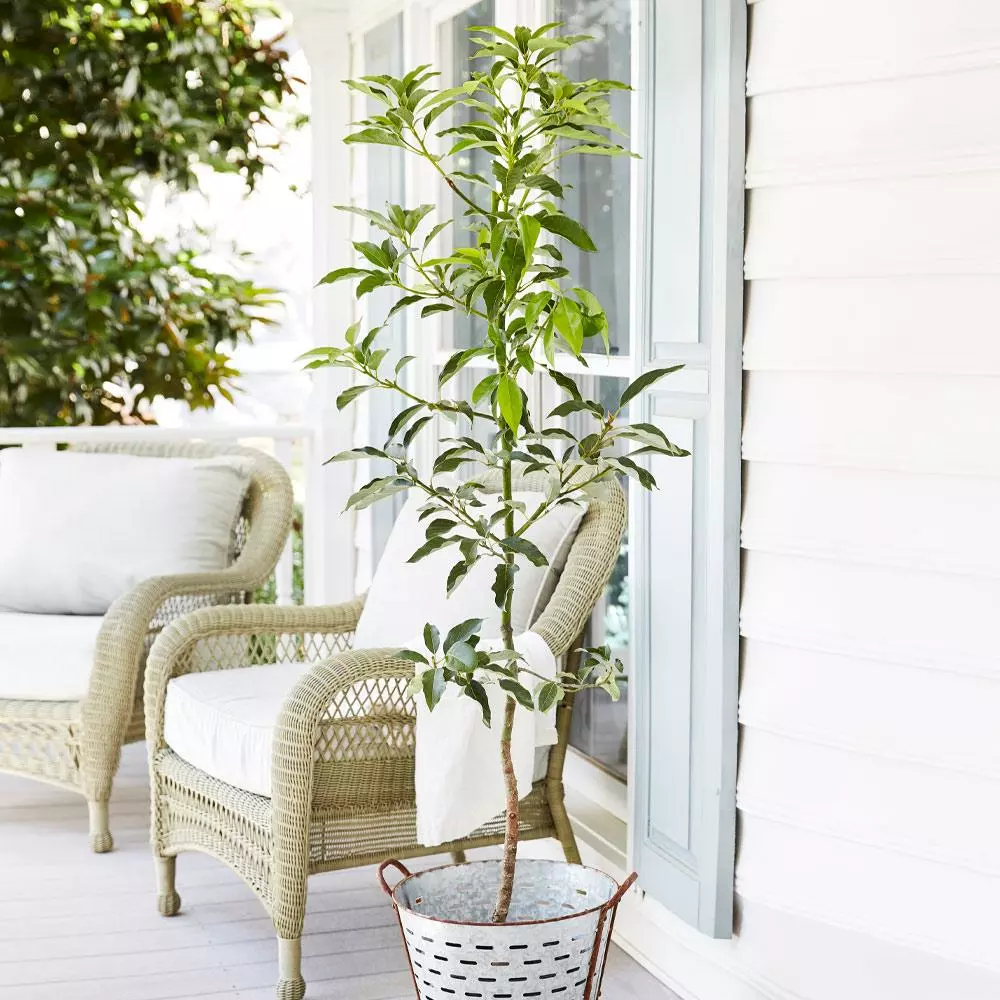 Brighter Blooms Cold Hardy Avocado Tree Fruit Trees 2 Brighter Blooms Cold Hardy Avocado Tree Fruit Trees