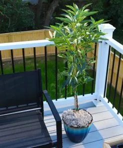 Brighter Blooms Cold Hardy Avocado Tree Fruit Trees 10 Brighter Blooms Cold Hardy Avocado Tree Fruit Trees