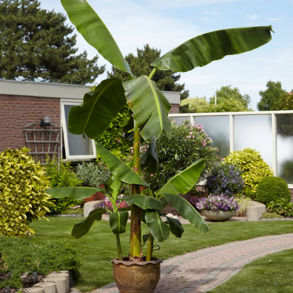 Brighter Blooms Banana Trees Cold Hardy Banana Tree 4 Brighter Blooms Banana Trees Cold Hardy Banana Tree