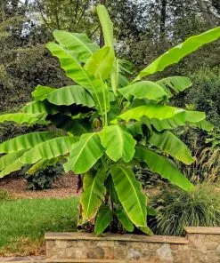Brighter Blooms Banana Trees Cold Hardy Banana Tree 7 Brighter Blooms Banana Trees Cold Hardy Banana Tree