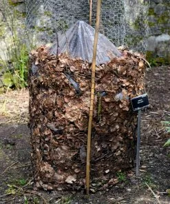 Brighter Blooms Banana Trees Cold Hardy Banana Tree 9 Brighter Blooms Banana Trees Cold Hardy Banana Tree