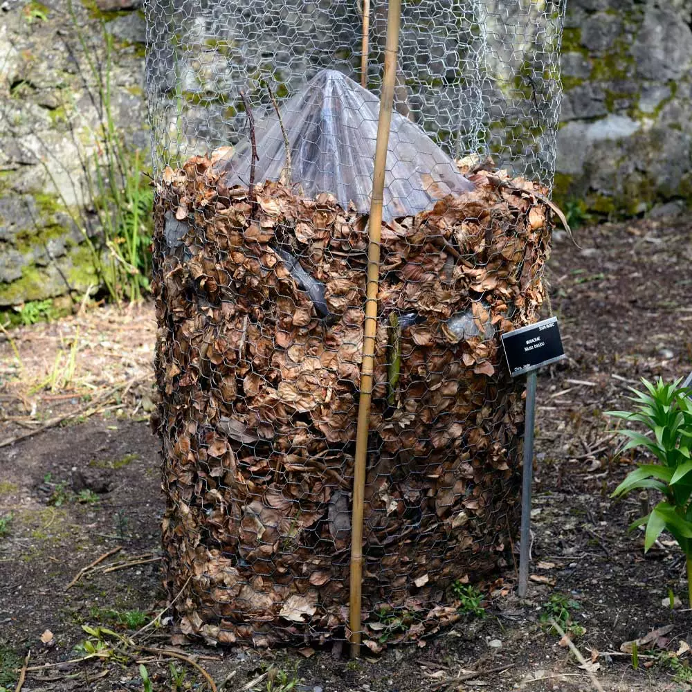 Brighter Blooms Banana Trees Cold Hardy Banana Tree 5 Brighter Blooms Banana Trees Cold Hardy Banana Tree
