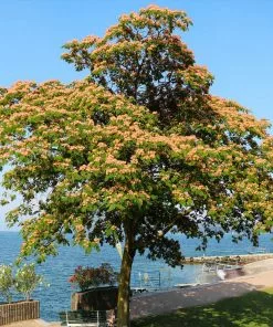 Brighter Blooms Cold Hardy Mimosa Tree 8 Brighter Blooms Cold Hardy Mimosa Tree