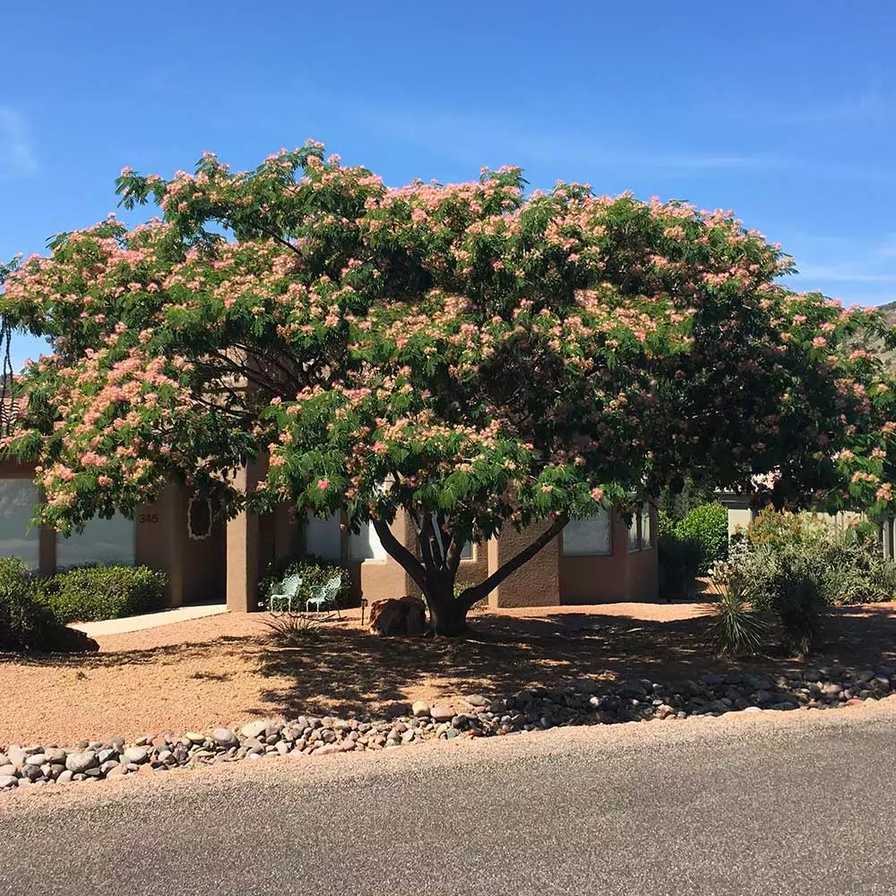 Brighter Blooms Cold Hardy Mimosa Tree 2 Brighter Blooms Cold Hardy Mimosa Tree