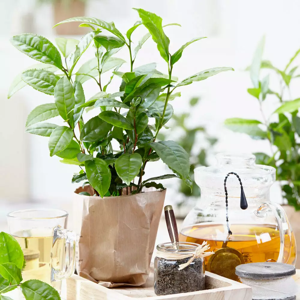 Brighter Blooms Cold Hardy Tea Plant SHOP ALL 2 Brighter Blooms Cold Hardy Tea Plant SHOP ALL