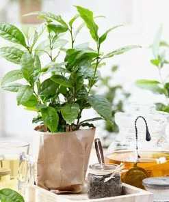 Brighter Blooms Cold Hardy Tea Plant SHOP ALL