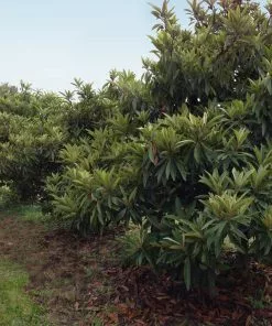 Brighter Blooms Cold Hardy Avocado Tree Fruit Trees 11 Brighter Blooms Cold Hardy Avocado Tree Fruit Trees