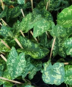 Brighter Blooms Colocasia 'Hilo Beauty' House & Patio