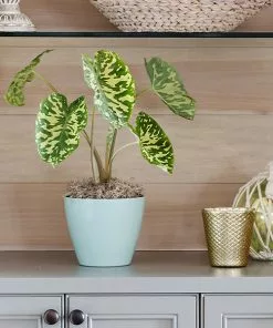 Brighter Blooms Colocasia 'Hilo Beauty' House & Patio