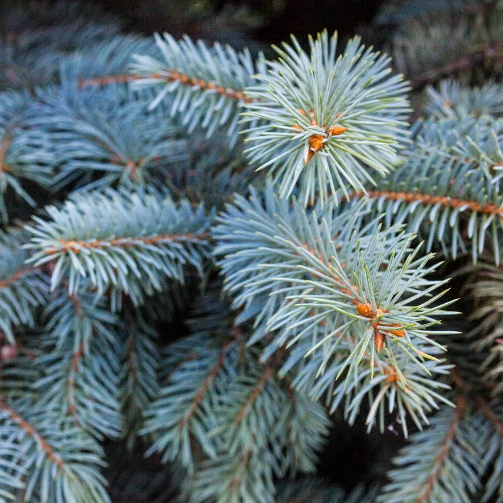 Brighter Blooms Evergreen & Privacy Colorado Blue Spruce Tree 5 Brighter Blooms Evergreen & Privacy Colorado Blue Spruce Tree