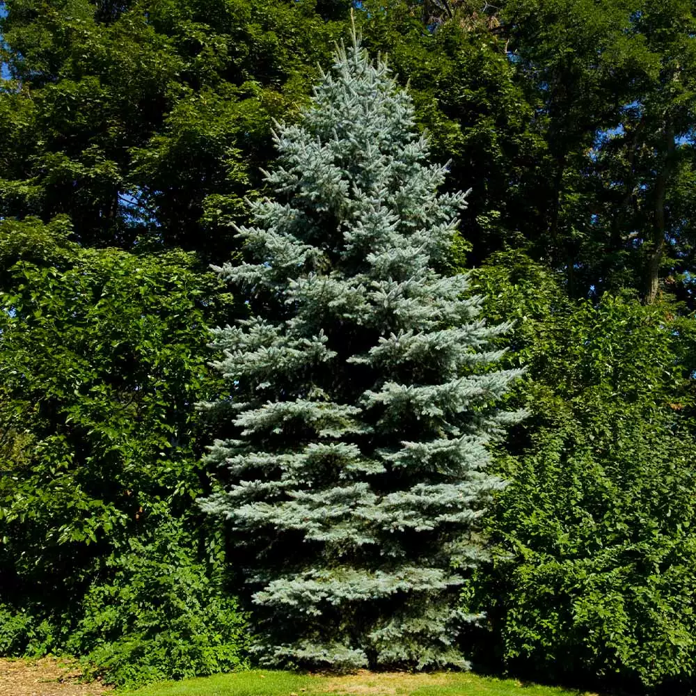 Brighter Blooms Evergreen & Privacy Colorado Blue Spruce Tree 3 Brighter Blooms Evergreen & Privacy Colorado Blue Spruce Tree