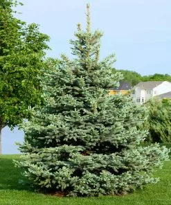 Brighter Blooms Evergreen & Privacy Colorado Blue Spruce Tree