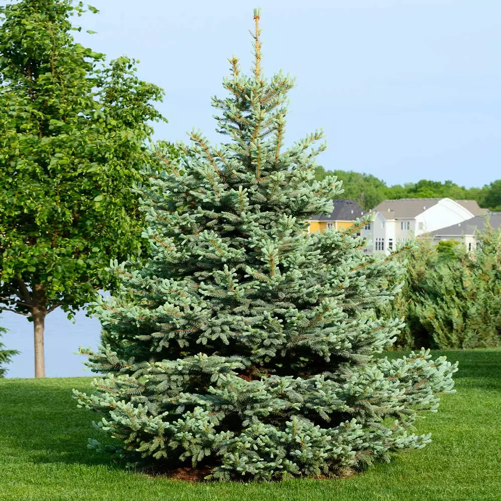 Brighter Blooms Evergreen & Privacy Colorado Blue Spruce Tree 2 Brighter Blooms Evergreen & Privacy Colorado Blue Spruce Tree