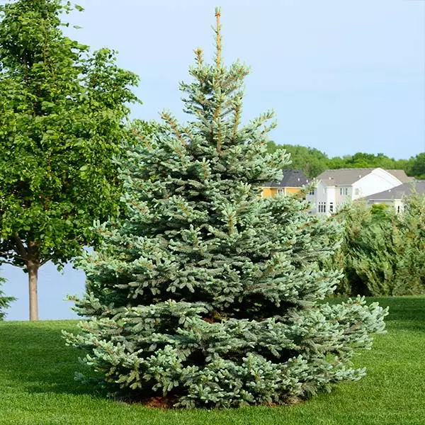 Brighter Blooms Evergreen & Privacy Colorado Blue Spruce Tree 1 Brighter Blooms Evergreen & Privacy Colorado Blue Spruce Tree