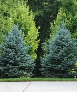 Brighter Blooms Evergreen & Privacy Colorado Blue Spruce Tree 8 Brighter Blooms Evergreen & Privacy Colorado Blue Spruce Tree