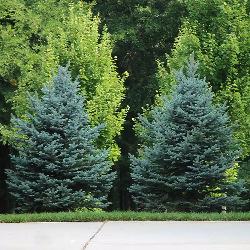 Brighter Blooms Evergreen & Privacy Colorado Blue Spruce Tree 4 Brighter Blooms Evergreen & Privacy Colorado Blue Spruce Tree
