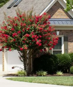 Brighter Blooms Flowering Trees Colorama™ Scarlet Crape Myrtle 5 Brighter Blooms Flowering Trees Colorama™ Scarlet Crape Myrtle