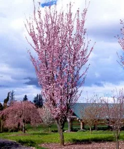Brighter Blooms Columnar Sargent Cherry Tree Flowering Trees