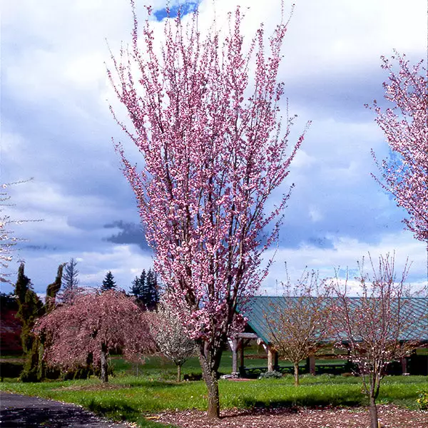 Brighter Blooms Columnar Sargent Cherry Tree Flowering Trees 1 Brighter Blooms Columnar Sargent Cherry Tree Flowering Trees