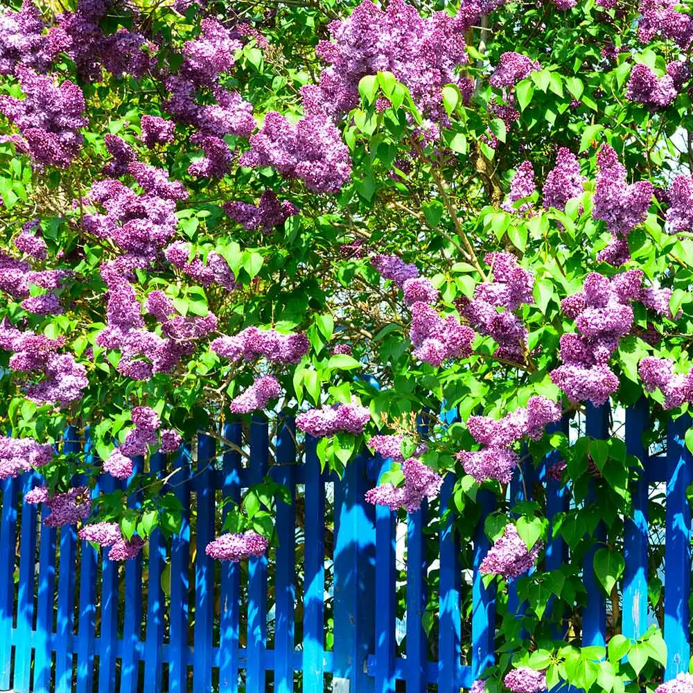 Brighter Blooms Shrubs & Hedges Common Purple Lilac Plant 2 Brighter Blooms Shrubs & Hedges Common Purple Lilac Plant