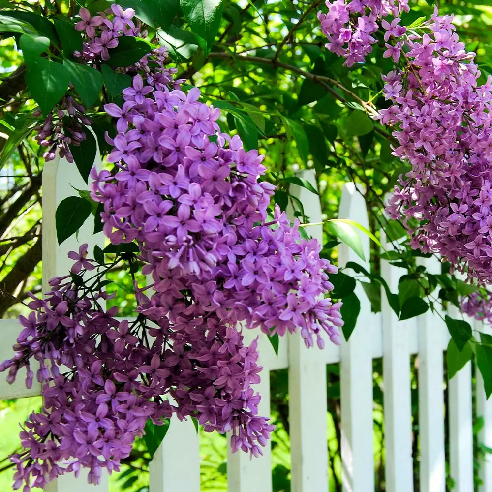 Brighter Blooms Shrubs & Hedges Common Purple Lilac Plant 3 Brighter Blooms Shrubs & Hedges Common Purple Lilac Plant