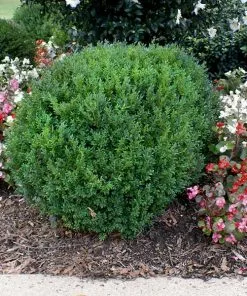 Brighter Blooms Shrubs & Hedges Compacta Japanese Holly Shrub