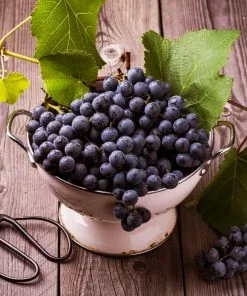 Brighter Blooms Fruit Trees Concord Grape Vine 9 Brighter Blooms Fruit Trees Concord Grape Vine