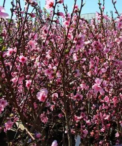 Brighter Blooms Fruit Trees Contender Peach Tree 6 Brighter Blooms Fruit Trees Contender Peach Tree