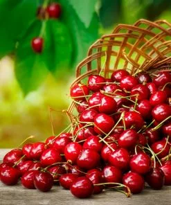 Brighter Blooms Coral Champagne Cherry Tree Cherry Trees 6 Brighter Blooms Coral Champagne Cherry Tree Cherry Trees