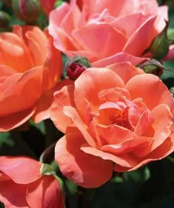 Brighter Blooms Roses Coral Knock Out® Rose Shrub
